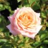 Rose 'Peach Clementine' (Zwergrose | Patiorose) -Angebote Pflanzen Store 2002261 Rose 20Peach 20Clementine Zwergrose 20 20Patiorose 1