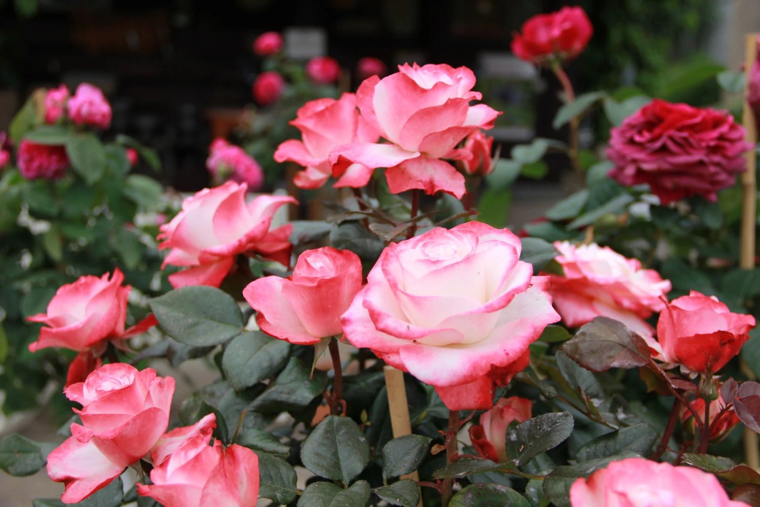 Rose 'Nostalgie' (Edelrose) 4 Rose 'Nostalgie' (Edelrose) – Bild 2