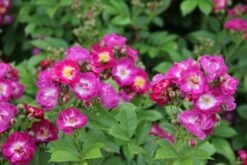 Rose 'Perennial Blue' (Rambler) -Angebote Pflanzen Store 2002267 Rose 20Perennial 20Blue Rambler 2