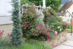 Rose 'Perennial Blue' (Rambler) -Angebote Pflanzen Store 2002267 Rose 20Perennial 20Blue Rambler 3