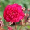 Rose 'Starlet Rose Lola (Luisa)' (Kletterrose) -Angebote Pflanzen Store 2002270 Rose 20Starlet 20Rose 20Lola 20Luisa 20 Kletterrose 1