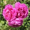 Rose 'Starlet Rose Melina' (Kletterrose) -Angebote Pflanzen Store 2002271 Rose 20Starlet 20Rose 20Melina Kletterrose 1