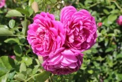 Rose 'Starlet Rose Melina' (Kletterrose)