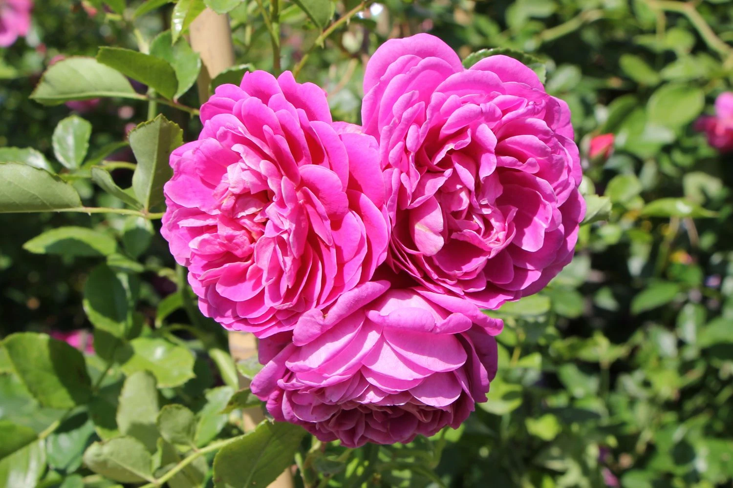 Rose 'Starlet Rose Melina' (Kletterrose) 3 Rose 'Starlet Rose Melina' (Kletterrose)