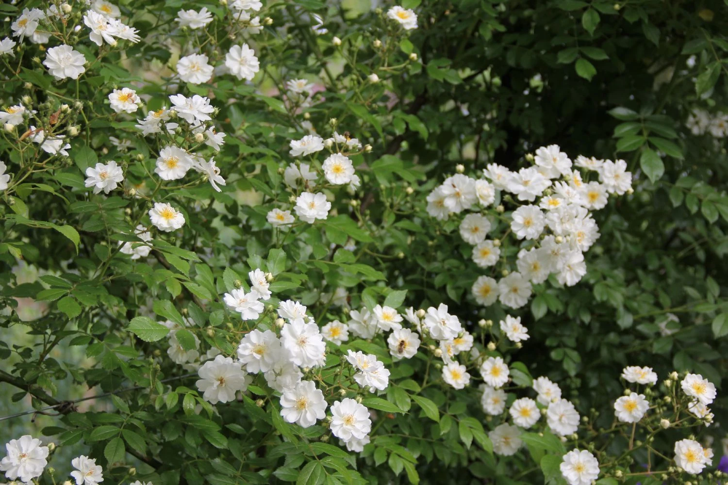 Rose 'Guirlande D'Amour' (Rambler) 4 Rose 'Guirlande D'Amour' (Rambler) – Bild 2