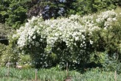 Rose 'Guirlande D'Amour' (Rambler) 7 Rose 'Guirlande D'Amour' (Rambler) -Angebote Pflanzen Store 2002272 Rose 20Guirlande 20dAmour Rambler 3