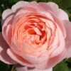 Rose 'Queen Of Sweden' (Englische Rose) -Angebote Pflanzen Store 2002286 Rose 20Queen 20of 20Sweden Englische 20Rose 1