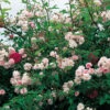 Rose 'Paul's Himalayan Musk' (Rambler) -Angebote Pflanzen Store 2002295 Rose 20Pauls 20Himalayan 20Musk Rambler 1