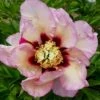 Paeonia Itoh-Hybride 'Pastel Splendor' (Intersektionelle Pfingstrose) -Angebote Pflanzen Store 2002345 Paeonia 20Itoh Hybride 20Pastel 20Splendor Intersektionelle 20Pfingstrose 1