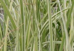 Zeitlose Eleganz In Weiß (Der Englische Klassiker) -Angebote Pflanzen Store 2002359 Zeitlose 20Eleganz 20in 20Weiss Der 20englische 20Klassiker 10