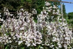 Zeitlose Eleganz In Weiß (Der Englische Klassiker) -Angebote Pflanzen Store 2002359 Zeitlose 20Eleganz 20in 20Weiss Der 20englische 20Klassiker 12