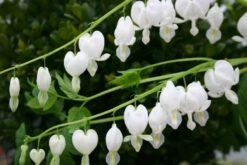 Zeitlose Eleganz In Weiß (Der Englische Klassiker) -Angebote Pflanzen Store 2002359 Zeitlose 20Eleganz 20in 20Weiss Der 20englische 20Klassiker 6