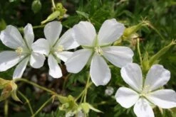 Zeitlose Eleganz In Weiß (Der Englische Klassiker) -Angebote Pflanzen Store 2002359 Zeitlose 20Eleganz 20in 20Weiss Der 20englische 20Klassiker 8