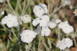 Zeitlose Eleganz In Weiß (Der Englische Klassiker) -Angebote Pflanzen Store 2002359 Zeitlose 20Eleganz 20in 20Weiss Der 20englische 20Klassiker 9