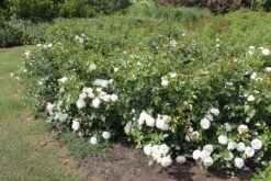 Rose 'Aspirin-Rose' (Beetrose) -Angebote Pflanzen Store 2002415 Rose 20Aspirin Rose Beetrose 3