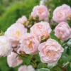 Rose 'The Lady Of The Lake' (Ramblerrose) -Angebote Pflanzen Store 2002423 Rose 20The 20Lady 20of 20the 20Lake Ramblerrose 1