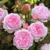 Rose 'Olivia Rose Austin' (Englische Rose) 1 Rose 'Olivia Rose Austin' (Englische Rose) -Angebote Pflanzen Store 2002424 Rose 20Olivia 20Rose 20Austin Englische 20Rose 1
