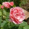 Rose Damascena 'Trigintipetala' (Historische Rose) -Angebote Pflanzen Store 2002428 Rose 20damascena 20Trigintipetala Historische 20Rose 1