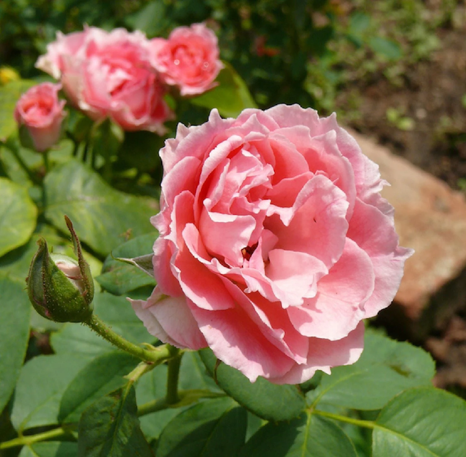 Rose Damascena 'Trigintipetala' (Historische Rose) 3 Rose Damascena 'Trigintipetala' (Historische Rose)