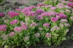 Alles Easy - Das Anfängerbeet (Gartenneulinge Aufgepasst!) -Angebote Pflanzen Store 2002440 Alles 20Easy 20 20Das 20Anfaengerbeet Gartenneulinge 20aufgepasst 10