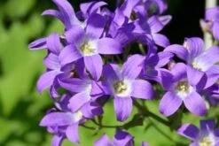 Alles Easy - Das Anfängerbeet (Gartenneulinge Aufgepasst!) -Angebote Pflanzen Store 2002440 Alles 20Easy 20 20Das 20Anfaengerbeet Gartenneulinge 20aufgepasst 5