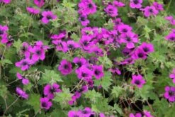 Alles Easy - Das Anfängerbeet (Gartenneulinge Aufgepasst!) -Angebote Pflanzen Store 2002440 Alles 20Easy 20 20Das 20Anfaengerbeet Gartenneulinge 20aufgepasst 6