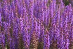 Alles Easy - Das Anfängerbeet (Gartenneulinge Aufgepasst!) -Angebote Pflanzen Store 2002440 Alles 20Easy 20 20Das 20Anfaengerbeet Gartenneulinge 20aufgepasst 9