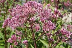 New German Style (Wundervolle Wildstaudenpracht) -Angebote Pflanzen Store 2002441 New 20German 20Style Wundervolle 20Wildstaudenpracht 10