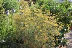 New German Style (Wundervolle Wildstaudenpracht) -Angebote Pflanzen Store 2002441 New 20German 20Style Wundervolle 20Wildstaudenpracht 11