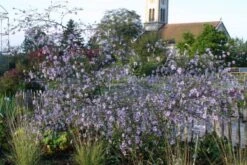 New German Style (Wundervolle Wildstaudenpracht) -Angebote Pflanzen Store 2002441 New 20German 20Style Wundervolle 20Wildstaudenpracht 6