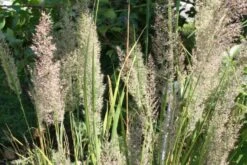 New German Style (Wundervolle Wildstaudenpracht) -Angebote Pflanzen Store 2002441 New 20German 20Style Wundervolle 20Wildstaudenpracht 8