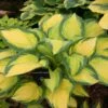 Hosta 'Orange Marmalade' (Funkie | Herzblattlilie)