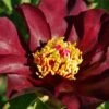 Paeonia Itoh-Hybride 'Dark Eyes' (Intersektionelle Pfingstrose) -Angebote Pflanzen Store 2002538 Paeonia 20Itoh Hybride 20Dark 20Eyes Intersektionelle 20Pfingstrose 1