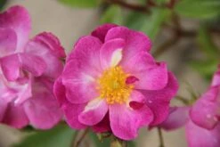 Rose 'Lavender Dream' (Bodendeckerrose)