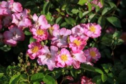 Neue Veröffentlichungen -Angebote Pflanzen Store 2002540 Rose 20Lavender 20Dream Bodendeckerrose 2