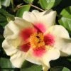 Rose 'Queen Of Sheba' (Persische Rose) -Angebote Pflanzen Store 2002542 Rose 20Queen 20of 20Sheba Persische 20Rose 1