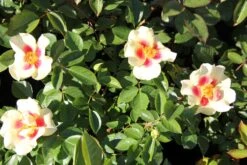 Rose 'Queen Of Sheba' (Persische Rose) -Angebote Pflanzen Store 2002542 Rose 20Queen 20of 20Sheba Persische 20Rose 3