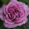 Rose 'Lavender Ice' (Zwergrose | Patiorose) -Angebote Pflanzen Store 2002547 Rose 20Lavender 20Ice Zwergrose 20 20Patiorose 1