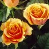 Rose 'Tea Time' (Edelrose) 2 Rose 'Tea Time' (Edelrose) -Angebote Pflanzen Store 2002551 Rose 20Tea 20Time Edelrose 1