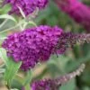 Buddleja Buzz® 'Magenta' (Zwerg-Sommerflieder) -Angebote Pflanzen Store 2002613 Buddleja 20Buzz 20Magenta Zwerg Sommerflieder 1