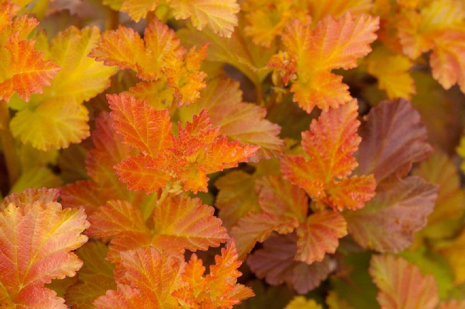 Physocarpus Opulifolius 'Amber Jubilee' (Virginia-Blasenspiere) 3 Physocarpus Opulifolius 'Amber Jubilee' (Virginia-Blasenspiere)