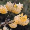 Edgeworthia Chrysantha (Orientalischer Papierbusch) 2 Edgeworthia Chrysantha (Orientalischer Papierbusch) -Angebote Pflanzen Store 2002625 Edgeworthia 20chrysantha Orientalischer 20Papierbusch 1