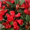 Rhododendron Neriiflorum 'Burletta' (Azalee) 1 Rhododendron Neriiflorum 'Burletta' (Azalee) -Angebote Pflanzen Store 2002631 Rhododendron 20neriiflorum 20Burletta Azalee 1