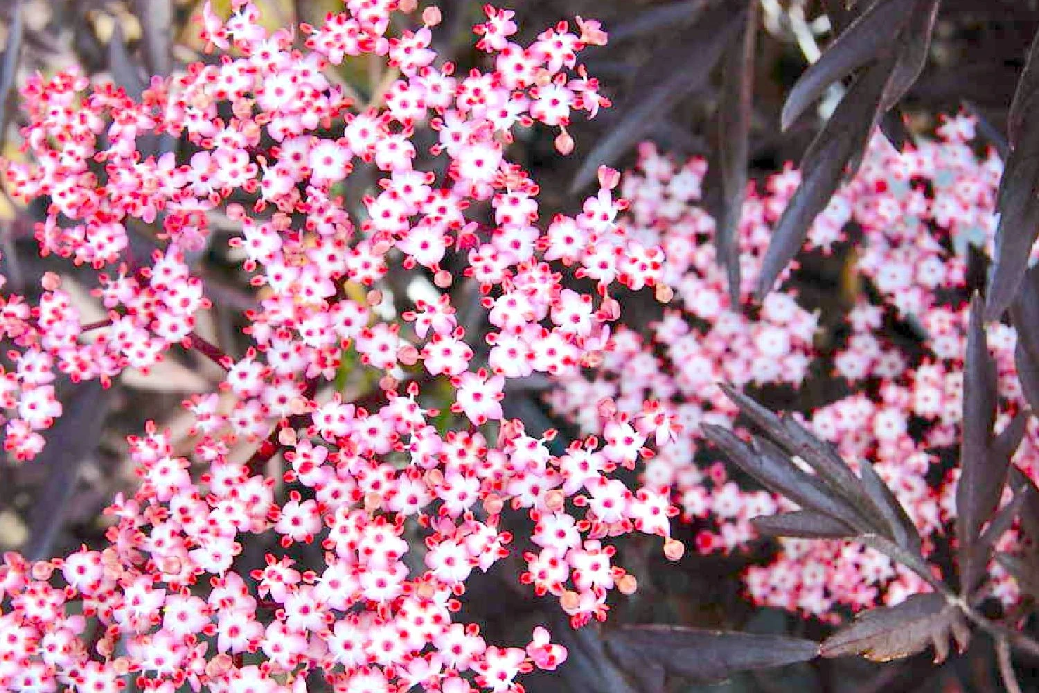 Sambucus Nigra 'Black Lace' (Schwarzer Holunder | Fliederbeere) 3 Sambucus Nigra 'Black Lace' (Schwarzer Holunder | Fliederbeere)