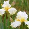 Iris Barbata-Elatior 'Domaine De Courson' (Hohe Bartschwertlilie) -Angebote Pflanzen Store 2002684 Iris 20Barbata Elatior 20Domaine 20de 20Courson Hohe 20Bartschwertlilie 1 099c78d1 8bd3 4c68 8e09 655a6d672aee