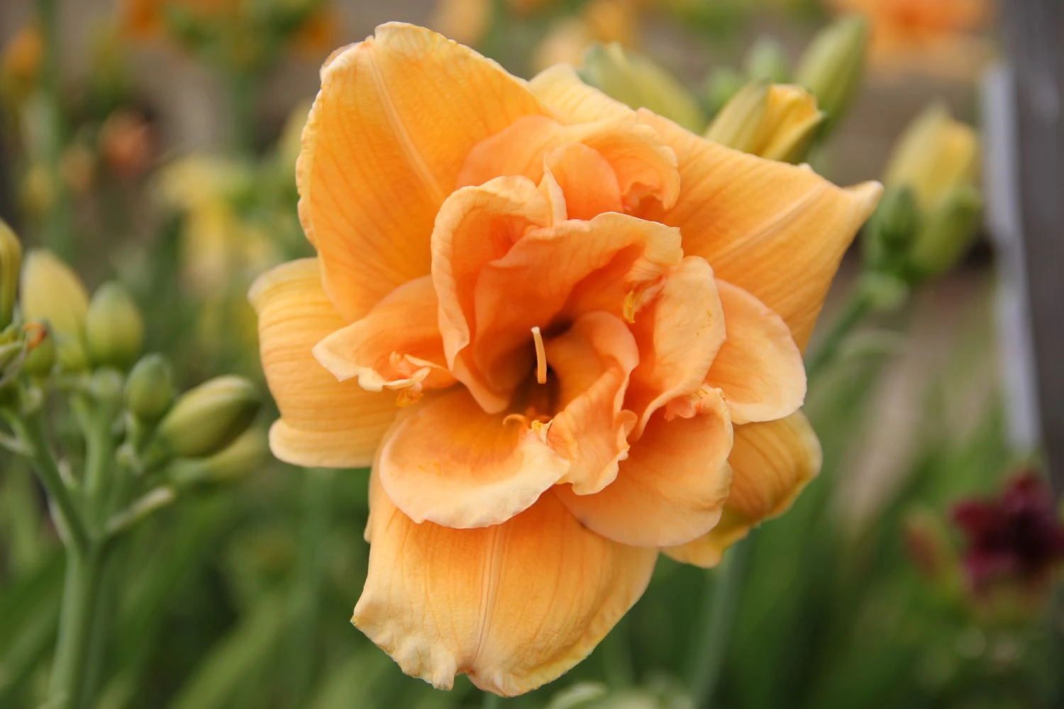 Hemerocallis 'Peach Magnolia' (Großblumige Taglilie)