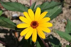 Summer Of Love (Belebende Flower Power Für Ihren Garten!) 33 Summer Of Love (Belebende Flower Power Für Ihren Garten!) -Angebote Pflanzen Store 2002767 Summer 20of 20Love Belebende 20Flower 20Power 20fuer 20Ihren 20Garten 12