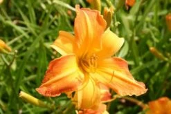 Summer Of Love (Belebende Flower Power Für Ihren Garten!) 34 Summer Of Love (Belebende Flower Power Für Ihren Garten!) -Angebote Pflanzen Store 2002767 Summer 20of 20Love Belebende 20Flower 20Power 20fuer 20Ihren 20Garten 13