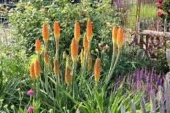 Summer Of Love (Belebende Flower Power Für Ihren Garten!) 35 Summer Of Love (Belebende Flower Power Für Ihren Garten!) -Angebote Pflanzen Store 2002767 Summer 20of 20Love Belebende 20Flower 20Power 20fuer 20Ihren 20Garten 14