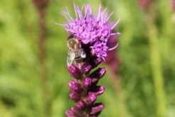 Summer Of Love (Belebende Flower Power Für Ihren Garten!) 36 Summer Of Love (Belebende Flower Power Für Ihren Garten!) -Angebote Pflanzen Store 2002767 Summer 20of 20Love Belebende 20Flower 20Power 20fuer 20Ihren 20Garten 15